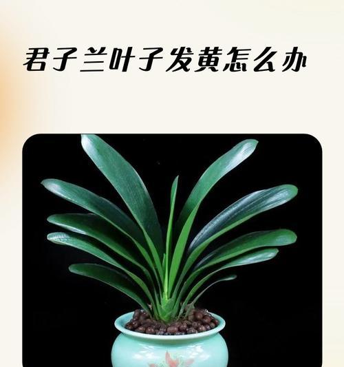 君子兰叶子干枯怎么办？（解决君子兰叶子干枯的有效方法和技巧）