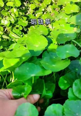 怎样养护天胡荽，让其茁壮成长（从育苗、灌溉到施肥，全方位保护你的天胡荽）