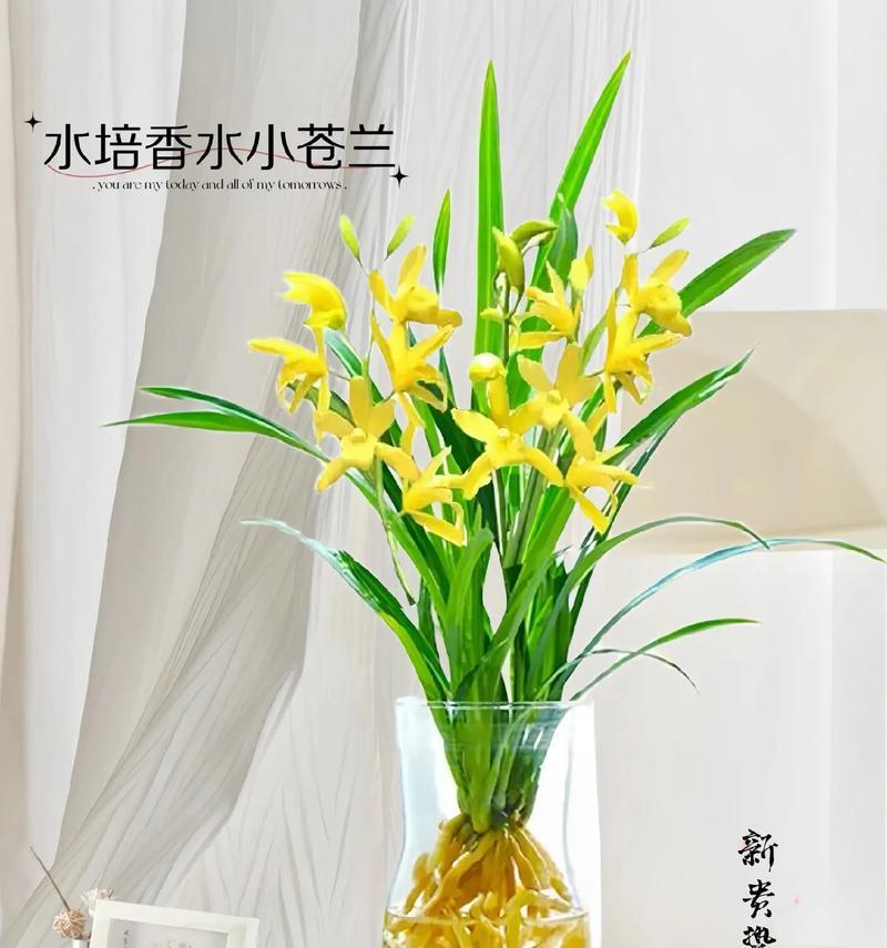 客厅兰花的摆放技巧(如何让兰花在客厅更加美观与养眼) 客厅兰花的摆放技巧(如何让兰花在客厅更加美观与养眼)