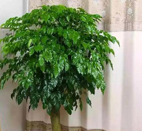 客厅兰花的摆放技巧(如何让兰花在客厅更加美观与养眼) 客厅兰花的摆放技巧(如何让兰花在客厅更加美观与养眼)