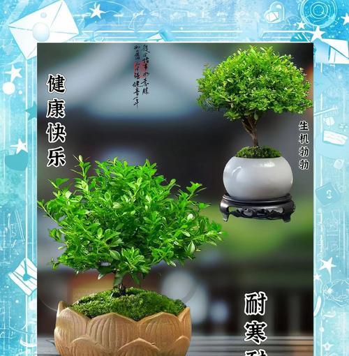 小叶赤楠的耐寒特性（多少度以下可耐受？如何保护？）