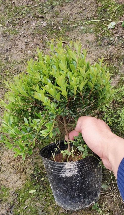 小叶赤楠的耐寒特性（多少度以下可耐受？如何保护？）