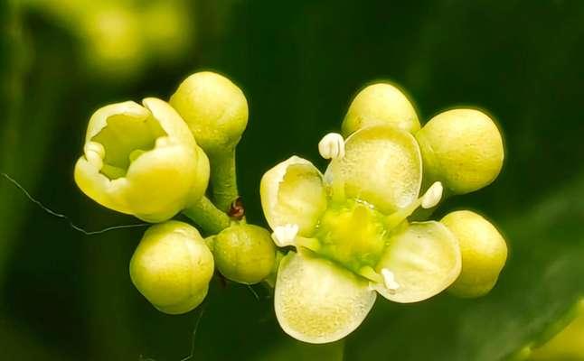 冬青开花预示着什么？——解读冬青的花语和意义（神秘而美丽的冬青开花，其实代表了什么？）