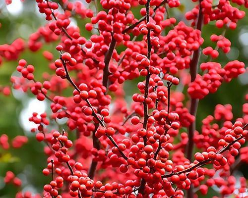 冬青开花预示着什么？——解读冬青的花语和意义（神秘而美丽的冬青开花，其实代表了什么？）