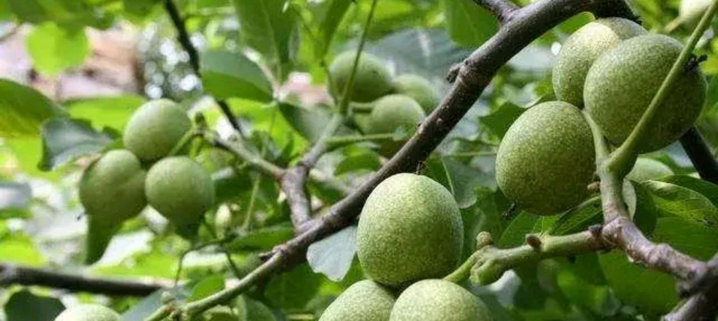 核桃树几年结果实（了解核桃树结果实的时间与注意事项）