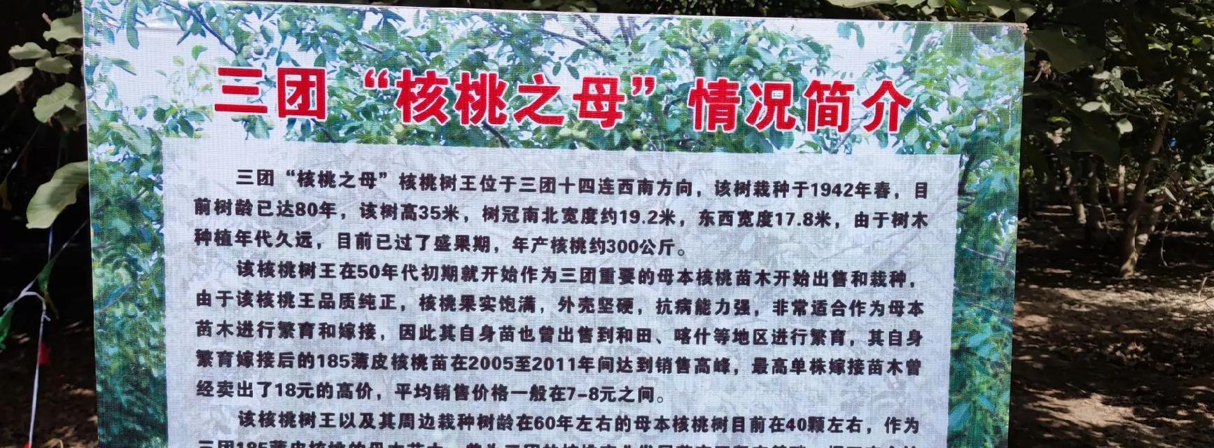 核桃树几年结果实（了解核桃树结果实的时间与注意事项）