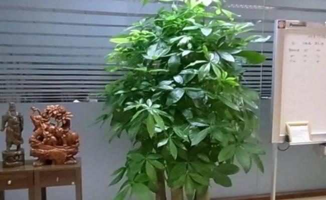 家里养植物的风水之道（打造幸福家居，从植物开始）