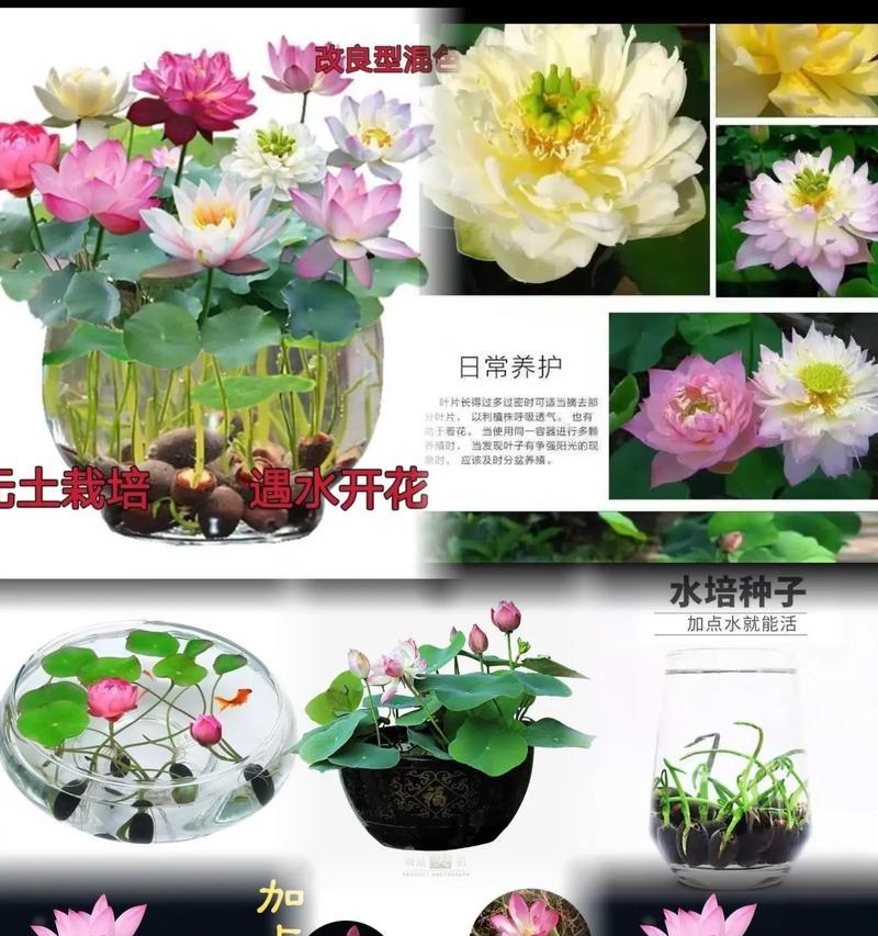 种植碗莲的技巧（如何选择适量的碗莲种子）