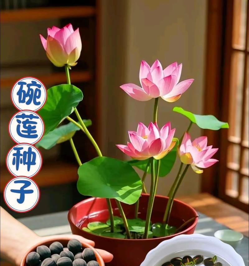 种植碗莲的技巧（如何选择适量的碗莲种子）