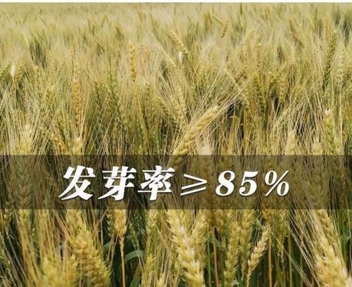 大麦的生长习性特点与生长环境条件（了解大麦生长的关键知识，提高种植效益）