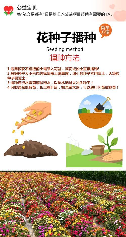 太阳花种子播种方法（从选种到成长，全面指南）