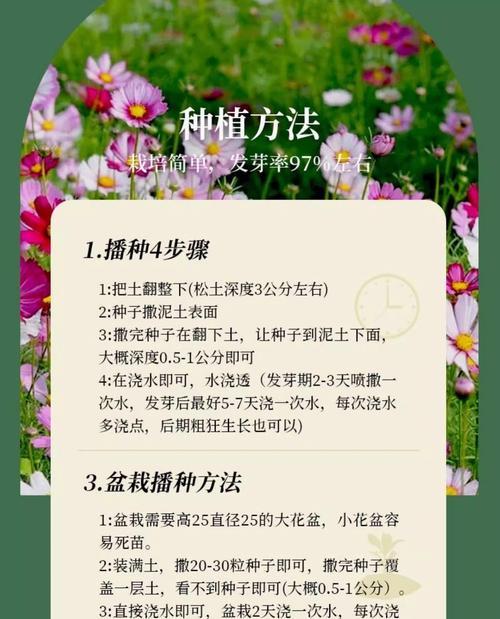太阳花种子播种方法（从选种到成长，全面指南）