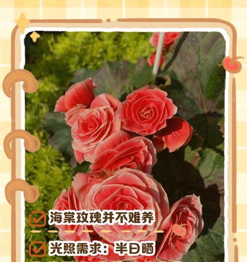 水培玫瑰花的养殖技巧（打造更旺盛的玫瑰花园）