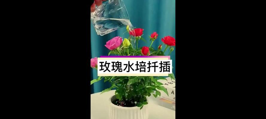水培玫瑰花的养殖技巧（打造更旺盛的玫瑰花园）