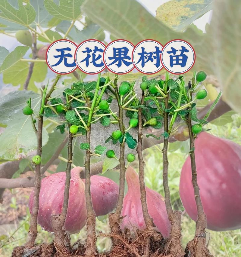 无花果成熟季节剖析（探寻无花果成熟的时令和养生之道）