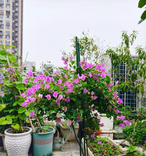 如何科学浇水三角梅？（浇水时间和频率的科学安排）