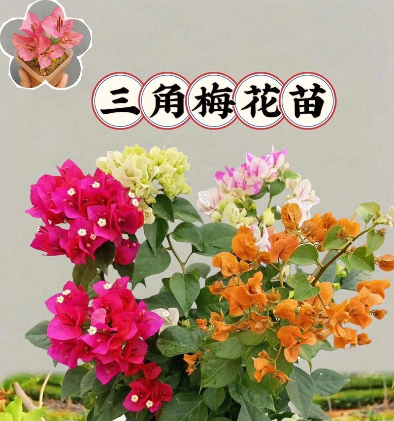 如何科学浇水三角梅？（浇水时间和频率的科学安排）