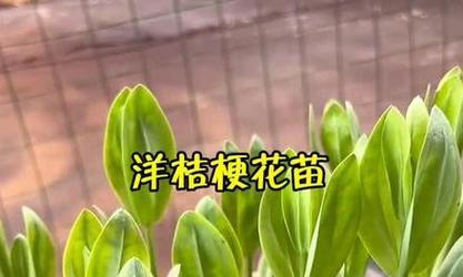 洋桔梗的播种时间及技巧（掌握正确播种时间，让洋桔梗欣欣向荣）