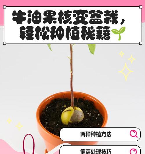 牛油果种子发芽全攻略（让你轻松掌握种植技巧，看芽长出来！）