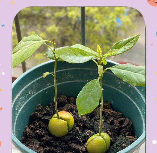 牛油果种子发芽全攻略（让你轻松掌握种植技巧，看芽长出来！）