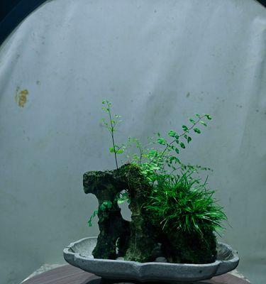 石菖蒲——神奇的药食同源植物（探索石菖蒲的功效与作用，解析其食用方法和养生价值）