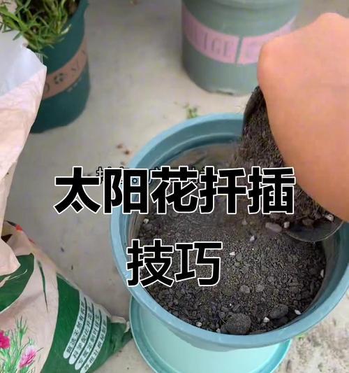 为什么太阳花需要经常浇水（养护太阳花的技巧，夏季养护注意事项）
