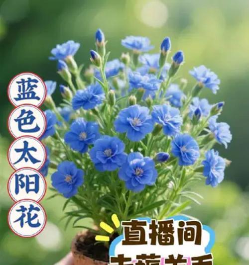 为什么太阳花需要经常浇水（养护太阳花的技巧，夏季养护注意事项）