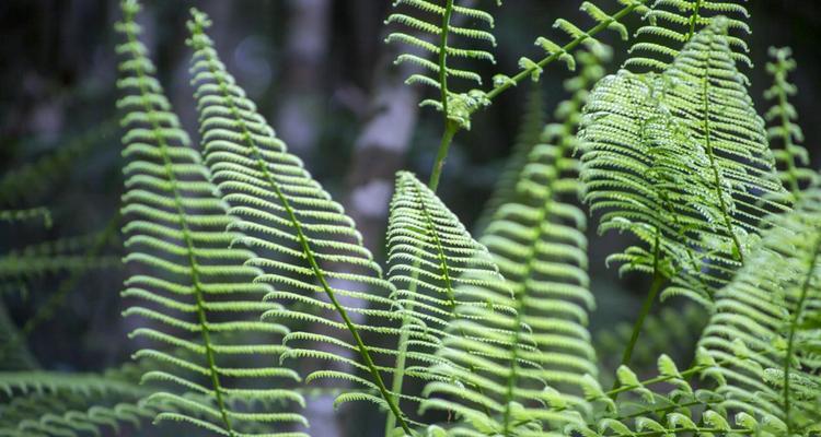 山椒藻并非蕨类植物（探究山椒藻的分类和特征）