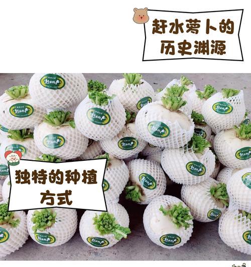 水萝卜种植时间和方法（如何种植水萝卜？种植时间和方法详解）
