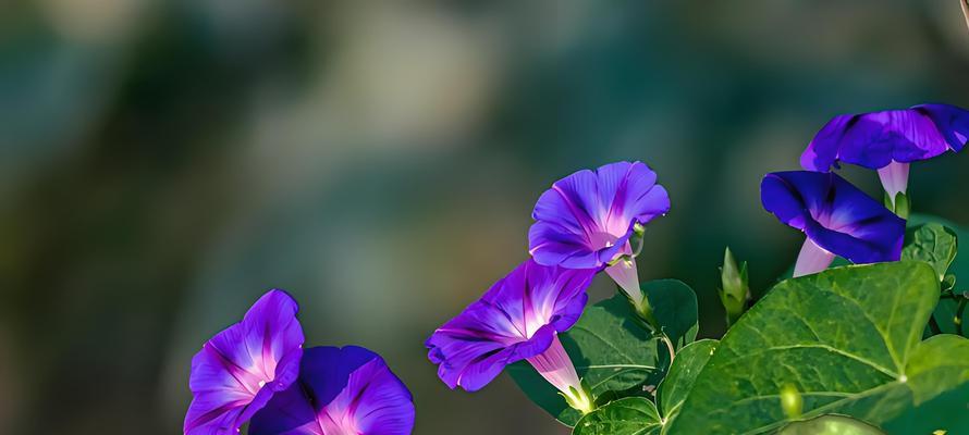 青春活力之花语(揭秘花卉中青春活力的花语) 青春活力之花语(揭秘花卉中青春活力的花语)