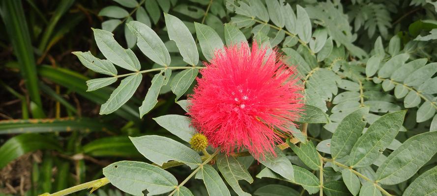 青春活力之花语(揭秘花卉中青春活力的花语) 青春活力之花语(揭秘花卉中青春活力的花语)