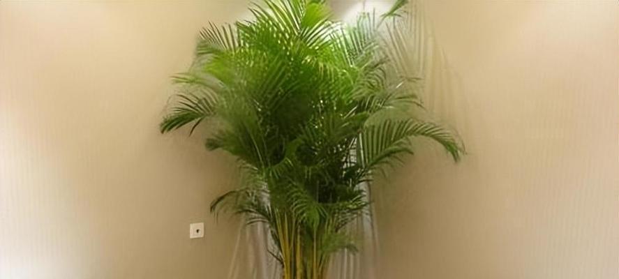 狮子座旺财植物大全（为你的家居风水加点“金”）