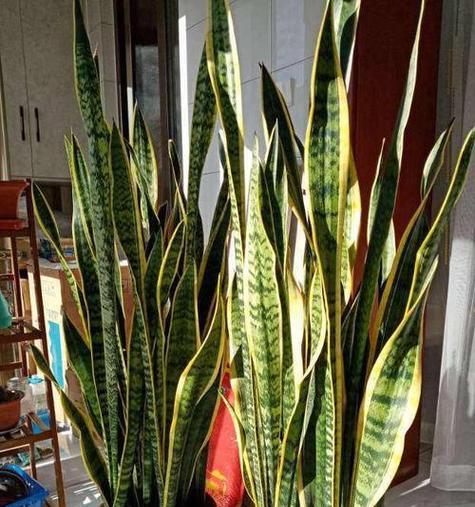 狮子座旺财植物大全（为你的家居风水加点“金”）