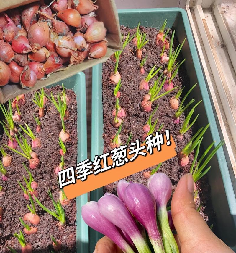 揭秘东北大葱收获季节（了解大葱的生长规律，掌握最佳采收时间）