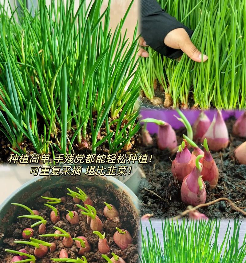 揭秘东北大葱收获季节（了解大葱的生长规律，掌握最佳采收时间）