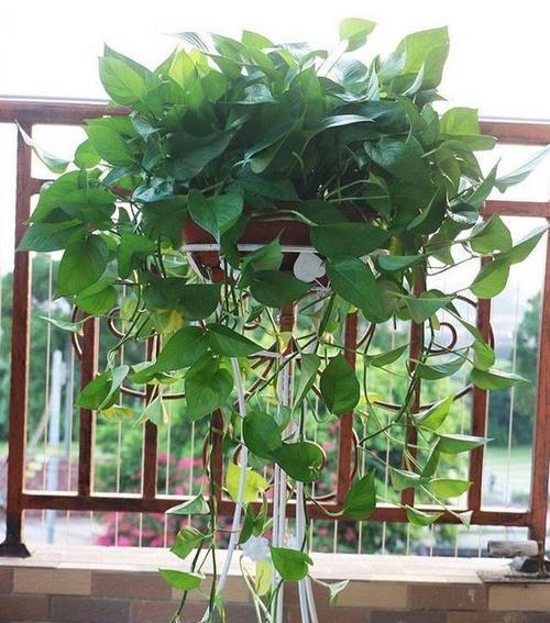 绿萝种植的选择与技巧——适合土种的特点和栽培方法