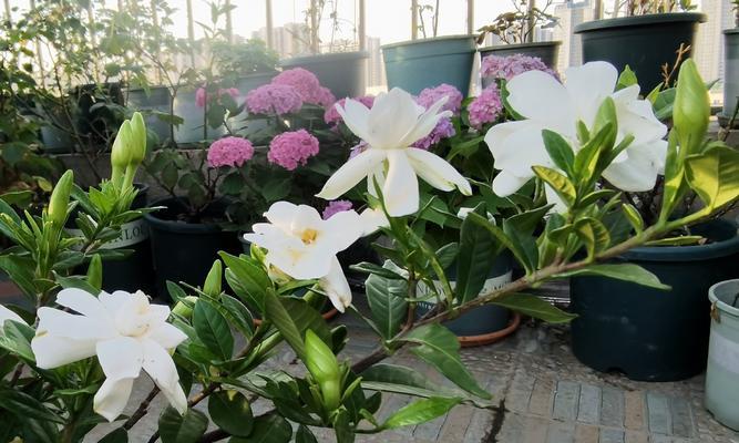 如何有效养护枙子花，让它生长茂盛（从选购到养护，全面解析养护枙子花的方法）