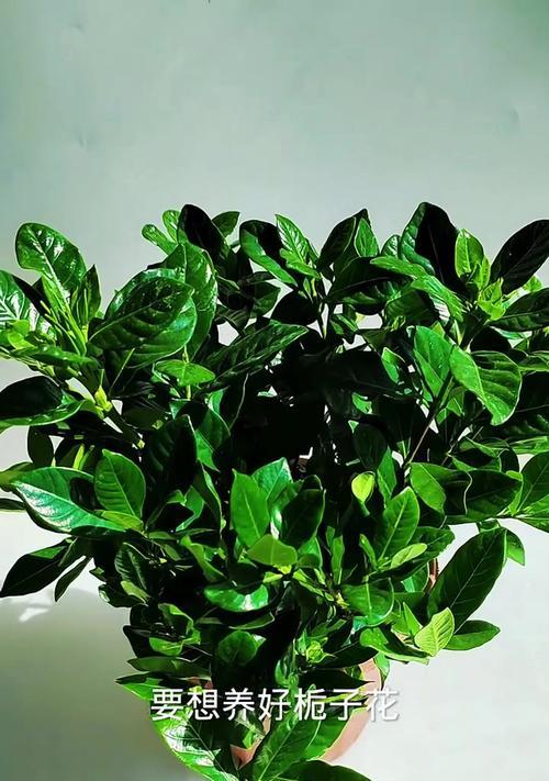 如何有效养护枙子花，让它生长茂盛（从选购到养护，全面解析养护枙子花的方法）