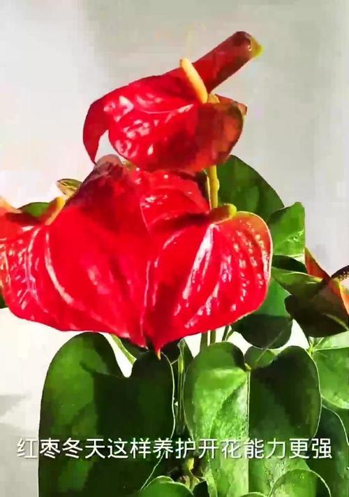 红掌如何安全过冬（养护方法让红掌度过寒冷季节）