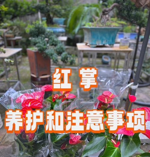 红掌如何安全过冬（养护方法让红掌度过寒冷季节）