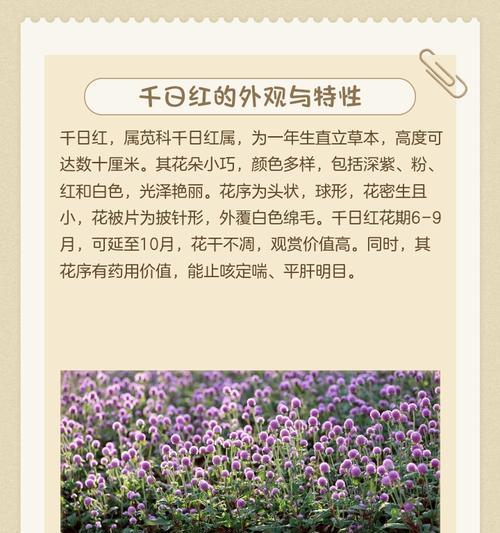 千日红的种植及管理技巧（掌握正确的播种时间和方法，让千日红生长茂盛）