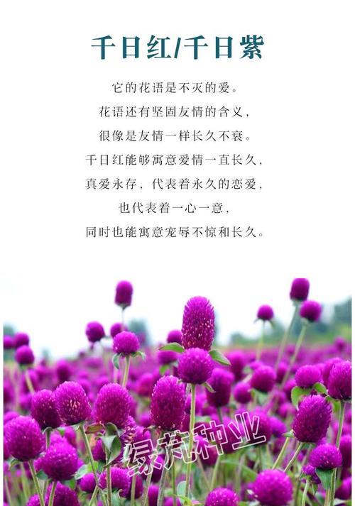 千日红的种植及管理技巧（掌握正确的播种时间和方法，让千日红生长茂盛）