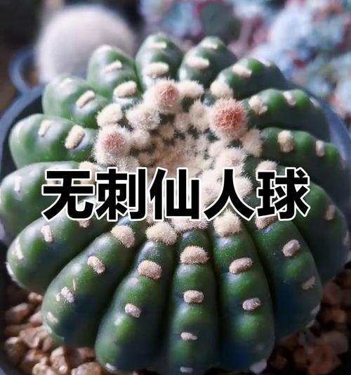 眩美玉仙人球的花期及开花次数（探究仙人球的美丽之谜）