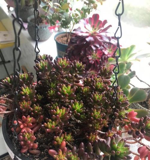 生姜是喜阴还是喜阳植物？（破解生姜的喜阳喜阴之谜）