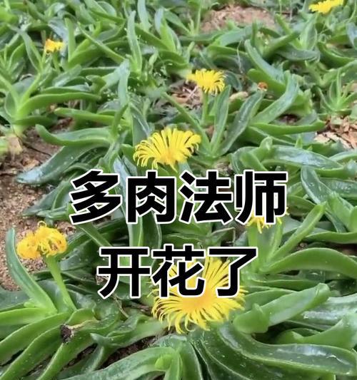 佛手开花结果的全过程（探讨佛手的开花与结果，一探奇妙之处）