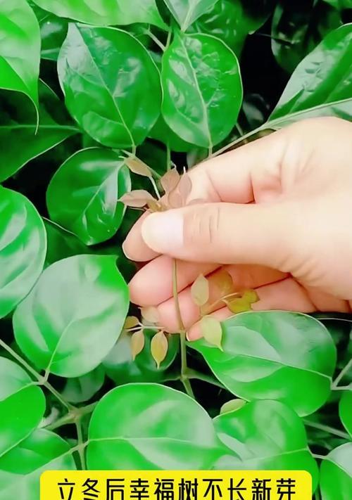 幸福树叶子发蔫，怎么办？（原因分析及有效补救方法）