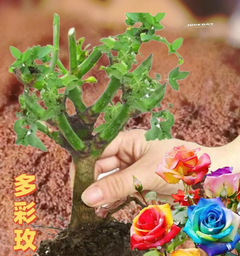 玫瑰属于何种植物类型？（解析玫瑰花的植物学分类和特征）