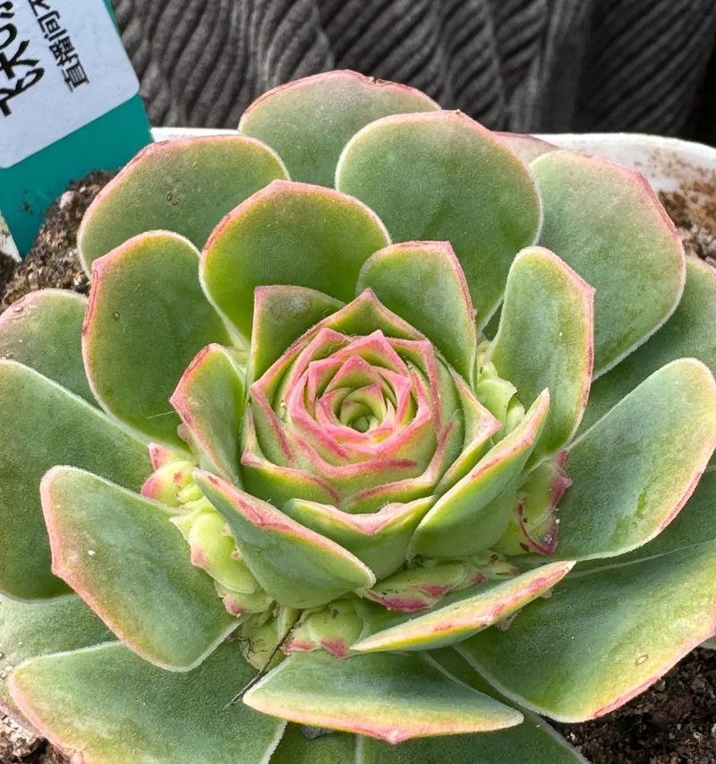 玫瑰属于何种植物类型？（解析玫瑰花的植物学分类和特征）