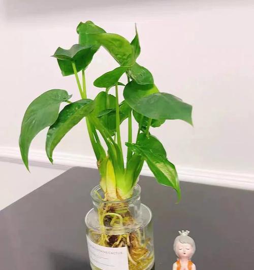 滴水观音（揭秘滴水观音如何快速吸附甲醛，保障家人健康）