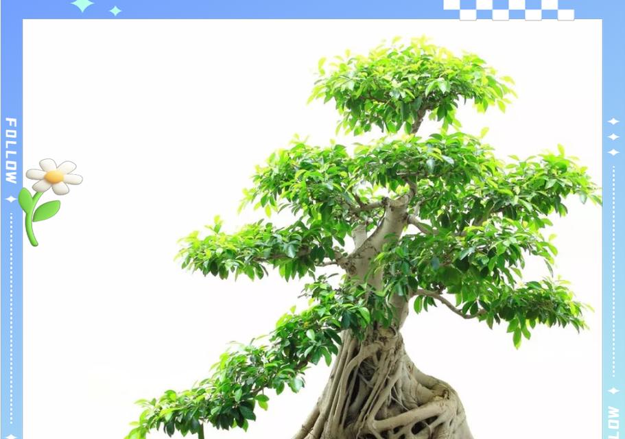 如何养护大叶榕树盆景（注意事项和养护方法）